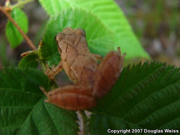 Northern Spring Peeper (Pseudacris crucifer crucifer)