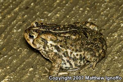 American Toad (Anaxyrus americanus)