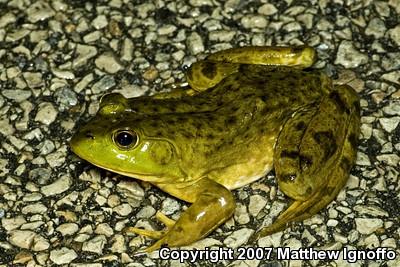 American Bullfrog (Lithobates catesbeianus)