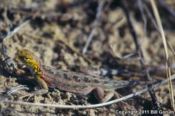 Great Plains Earless Lizard (Holbrookia maculata maculata)