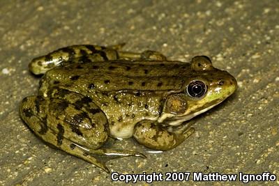 Green Frog (Lithobates clamitans)