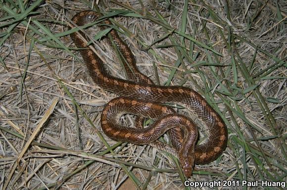 Painted Desert Glossy Snake (Arizona elegans philipi)