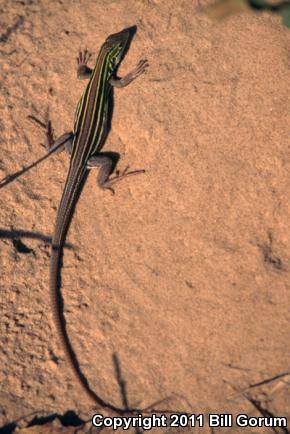 Prairie Racerunner (Aspidoscelis sexlineata viridis)