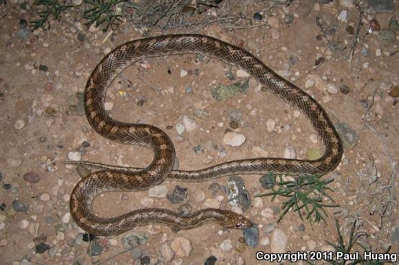 Painted Desert Glossy Snake (Arizona elegans philipi)