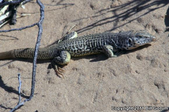 Eastern Marbled Whiptail (Aspidoscelis marmorata reticuloriens)