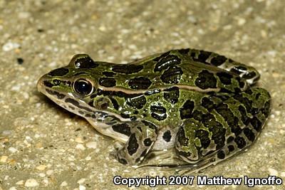 Northern Leopard Frog (Lithobates pipiens)