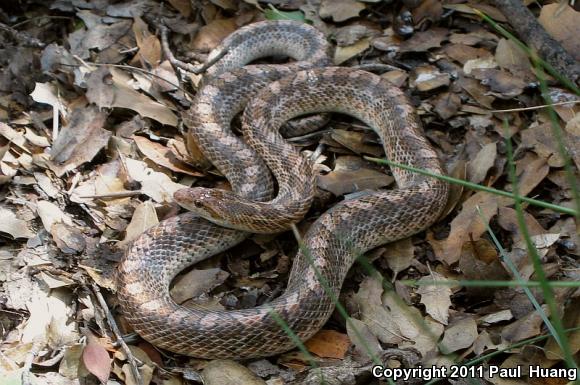 Painted Desert Glossy Snake (Arizona elegans philipi)