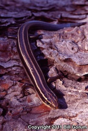 Variable Skink (Plestiodon multivirgatus epipleurotus)