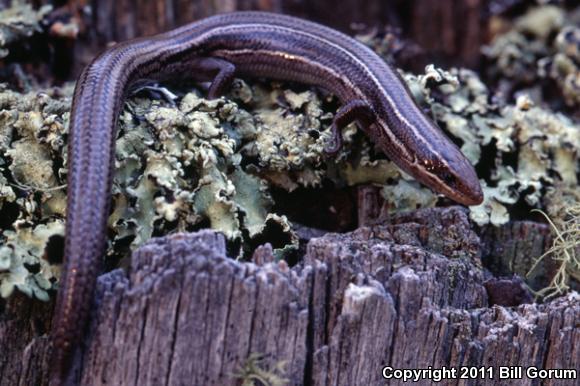 Variable Skink (Plestiodon multivirgatus epipleurotus)