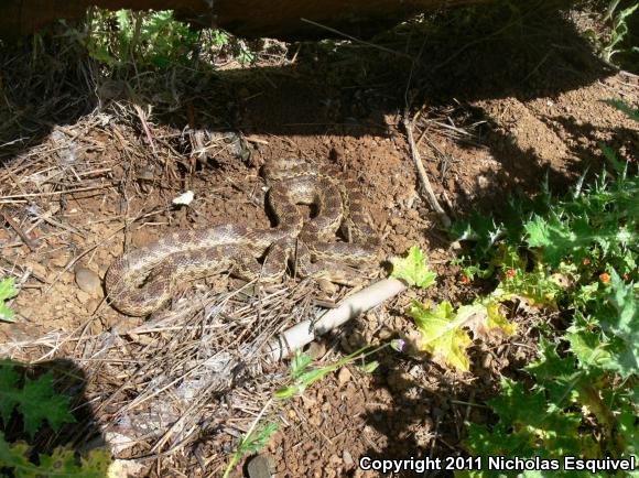 Pacific Gopher Snake (Pituophis catenifer catenifer)