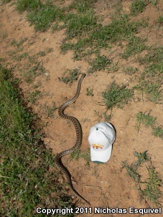 Pacific Gopher Snake (Pituophis catenifer catenifer)