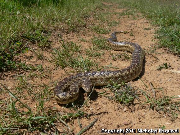 Pacific Gopher Snake (Pituophis catenifer catenifer)