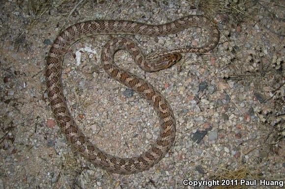 Painted Desert Glossy Snake (Arizona elegans philipi)