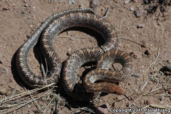 Painted Desert Glossy Snake (Arizona elegans philipi)