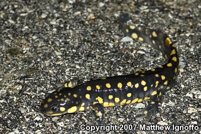 Eastern Tiger Salamander (Ambystoma tigrinum)