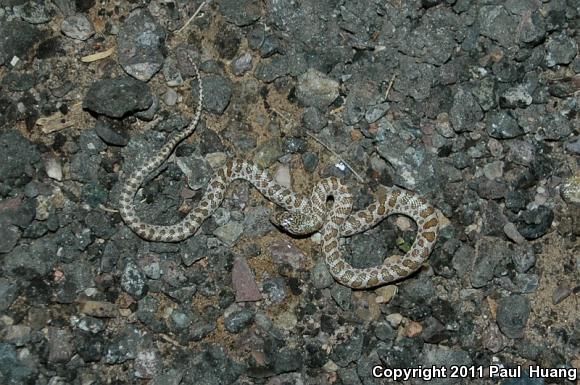 Painted Desert Glossy Snake (Arizona elegans philipi)