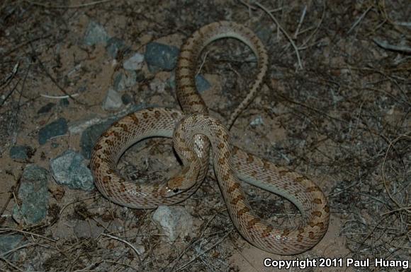 Desert Glossy Snake (Arizona elegans eburnata)