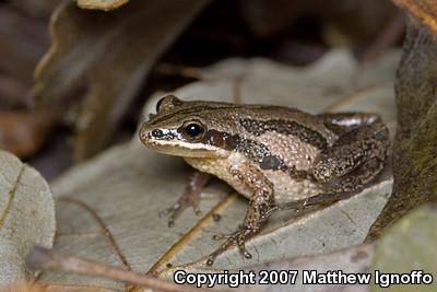 Western Chorus Frog (Pseudacris triseriata)