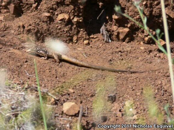 California Whiptail (Aspidoscelis tigris munda)