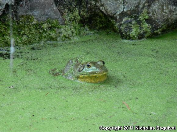 American Bullfrog (Lithobates catesbeianus)