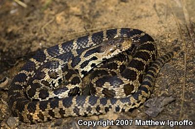 Western Foxsnake (Pantherophis vulpinus)