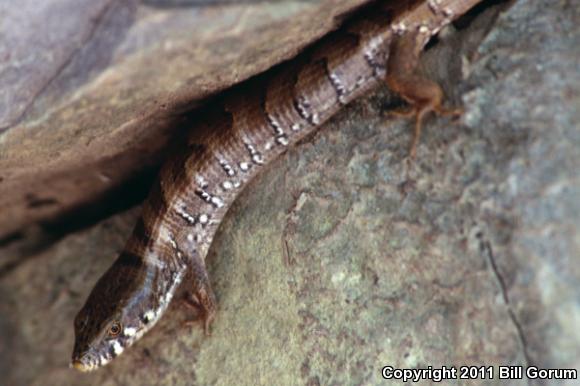 Arizona Alligator Lizard (Elgaria kingii nobilis)