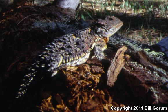 Hernandez's Short-horned Lizard (Phrynosoma hernandesi hernandesi)