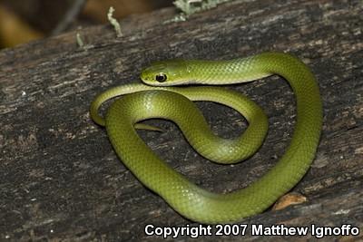 Smooth Greensnake (Opheodrys vernalis)