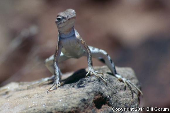 Eastern Zebra-tailed Lizard (Callisaurus draconoides ventralis)