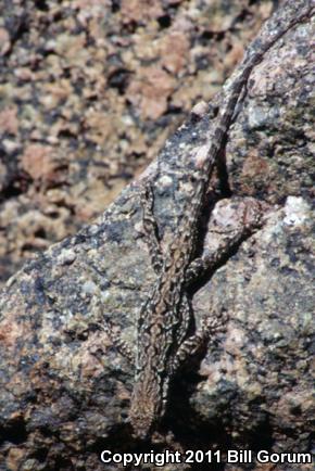 Schott's Tree Lizard (Urosaurus ornatus schottii)