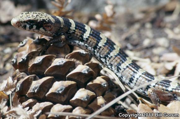 Arizona Alligator Lizard (Elgaria kingii nobilis)