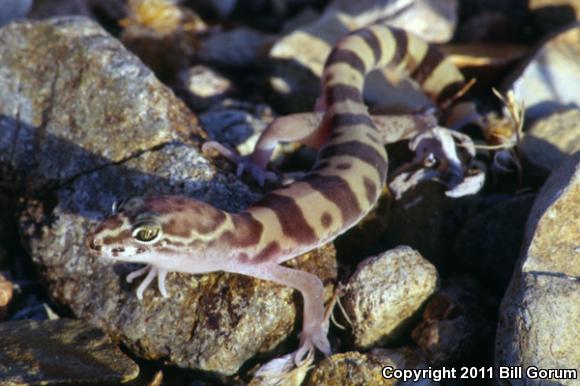 Tucson Banded Gecko (Coleonyx variegatus bogerti)