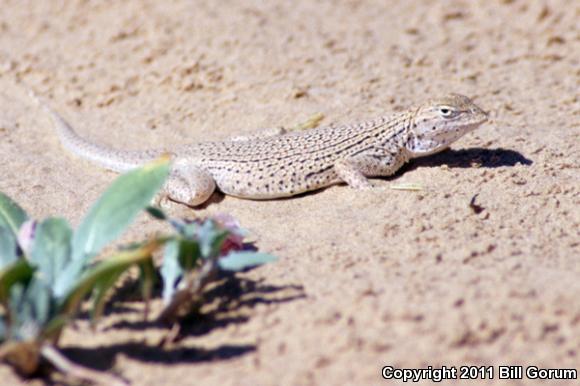 Yuman Fringe-toed Lizard (Uma rufopunctata)