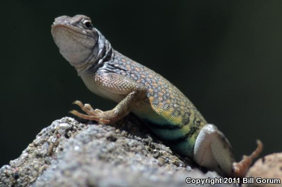 SouthWestern Earless Lizard (Cophosaurus texanus scitulus)