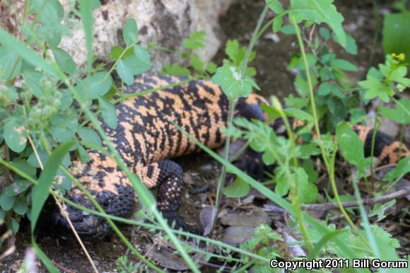 Reticulate Gila Monster (Heloderma suspectum suspectum)