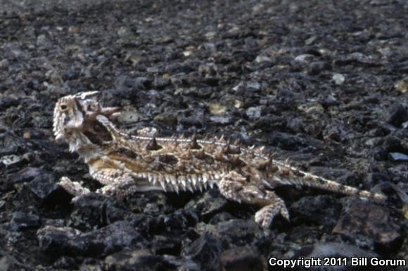 Texas Horned Lizard (Phrynosoma cornutum)