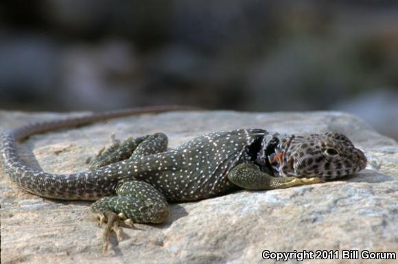 Eastern Collared Lizard (Crotaphytus collaris)