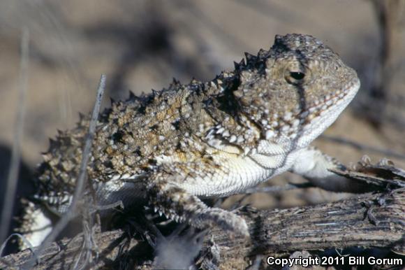 Hernandez's Short-horned Lizard (Phrynosoma hernandesi hernandesi)