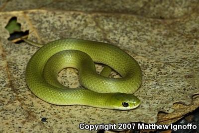 Smooth Greensnake (Opheodrys vernalis)