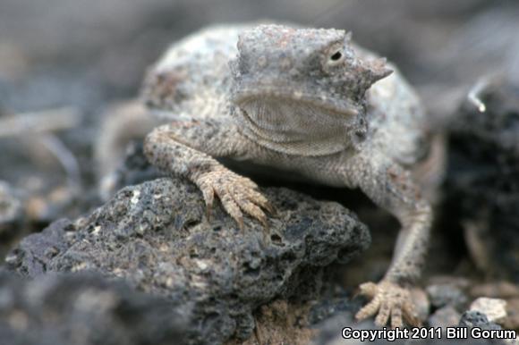 Round-tailed Horned Lizard (Phrynosoma modestum)