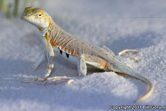 Bleached Earless Lizard (Holbrookia maculata ruthveni)