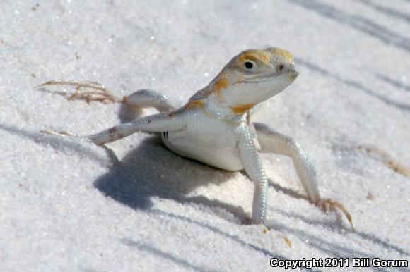 Bleached Earless Lizard (Holbrookia maculata ruthveni)