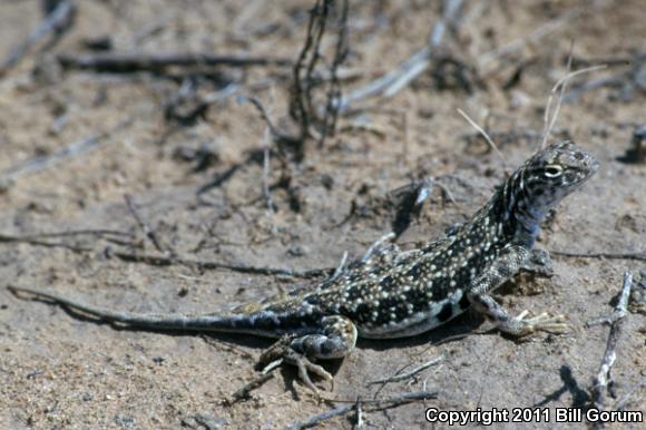 Speckled Earless Lizard (Holbrookia maculata approximans)