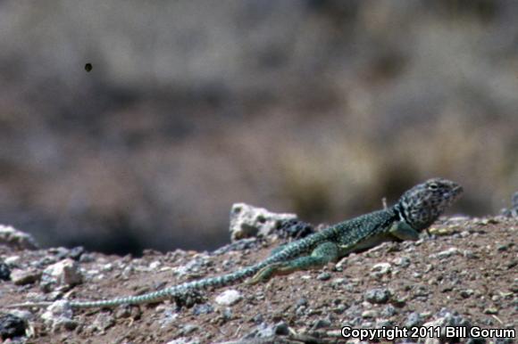 Eastern Collared Lizard (Crotaphytus collaris)