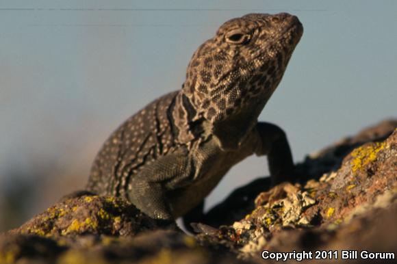 Eastern Collared Lizard (Crotaphytus collaris)