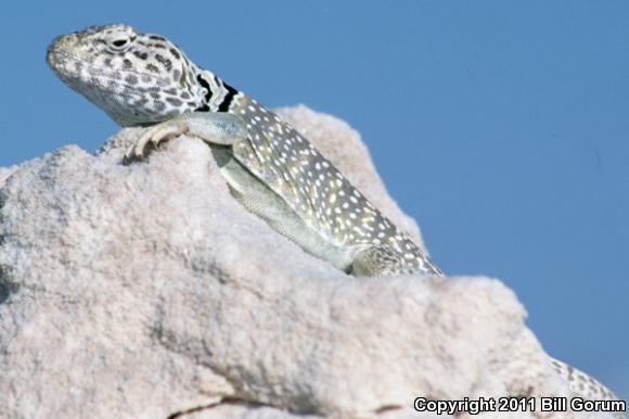 Eastern Collared Lizard (Crotaphytus collaris)