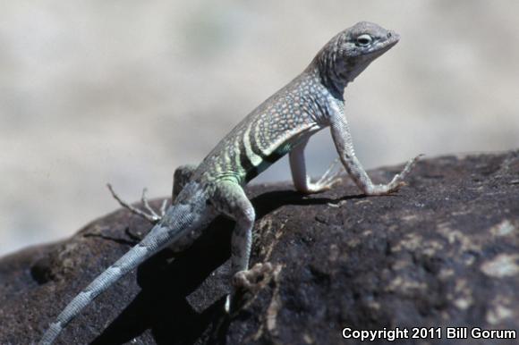 SouthWestern Earless Lizard (Cophosaurus texanus scitulus)