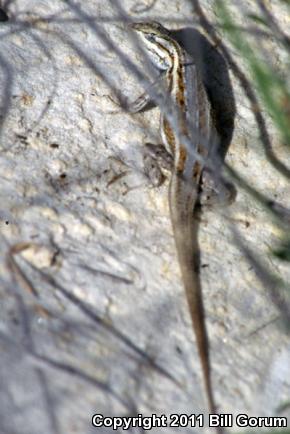 Southwestern Fence Lizard (Sceloporus cowlesi)