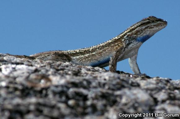 Southwestern Fence Lizard (Sceloporus cowlesi)