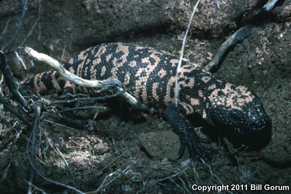 Reticulate Gila Monster (Heloderma suspectum suspectum)